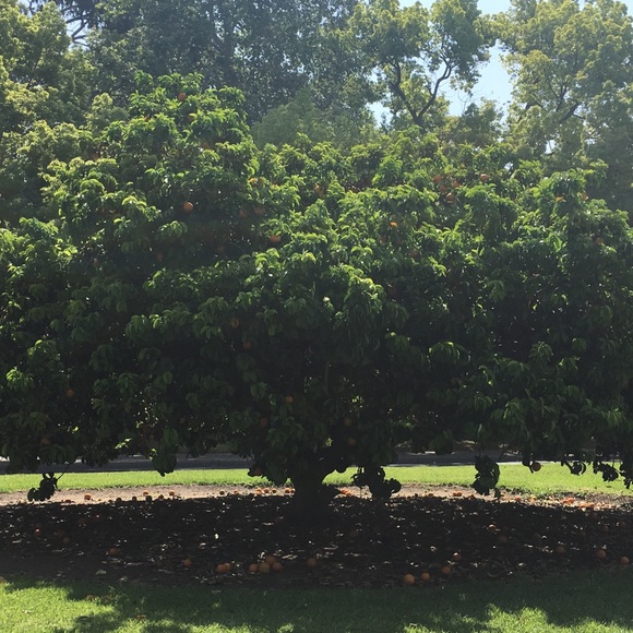 Meet your Posher, Philippe - Picture 1 of 1